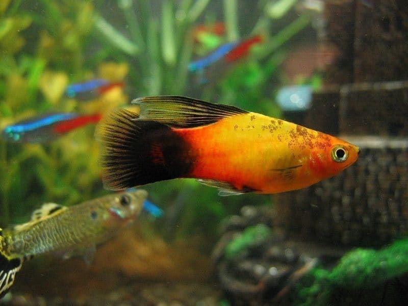 Platy fish or sunfish is one of the easiest fish to care for.