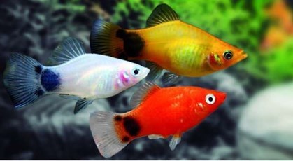 Platy fish or sunfish is one of the easiest fish to care for. - Imagen 2