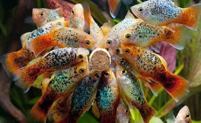 Platy fish or sunfish is one of the easiest fish to care for. - Imagen 5