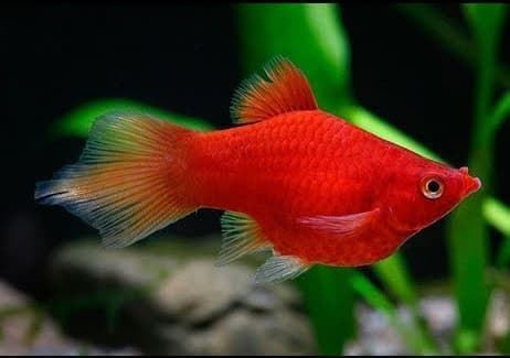 Platy fish or sunfish is one of the easiest fish to care for. - Imagen 6