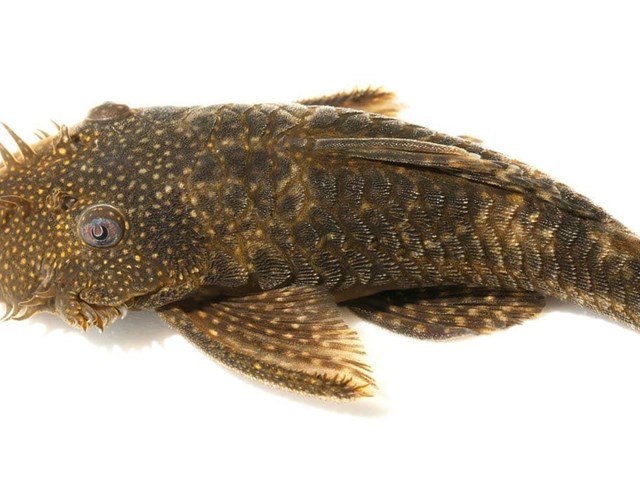 Plecostomus, algae-eating fish that can measure up to 60 centimeters.