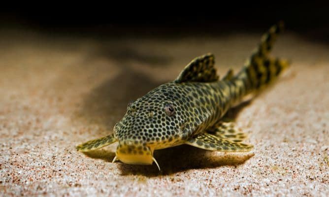Plecostomus, algae-eating fish that can measure up to 60 centimeters. - Imagen 2