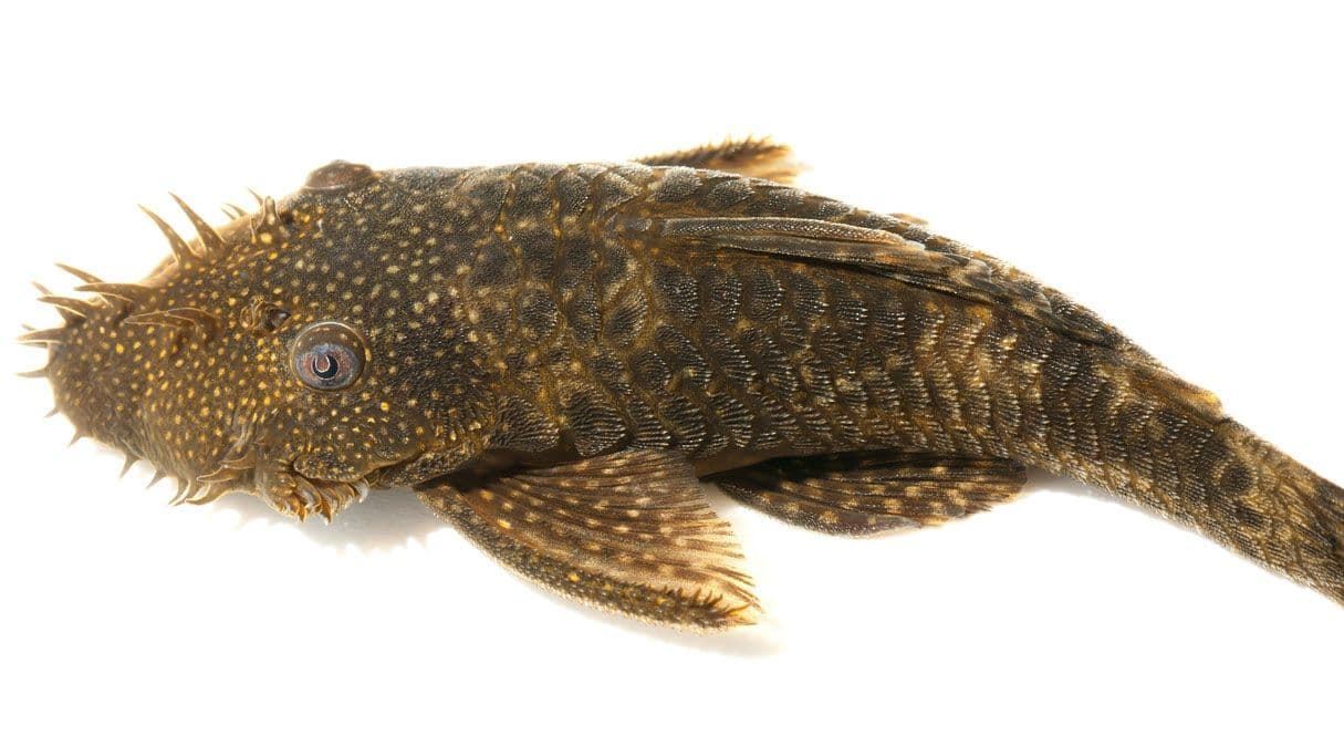 Plecostomus, algae-eating fish that can measure up to 60 centimeters. - Imagen 5
