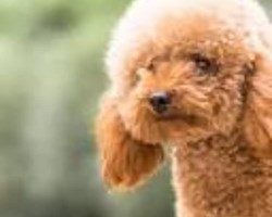Poodles, everything you should know.