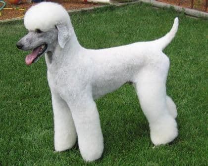 Poodles, everything you should know. - Imagen 2