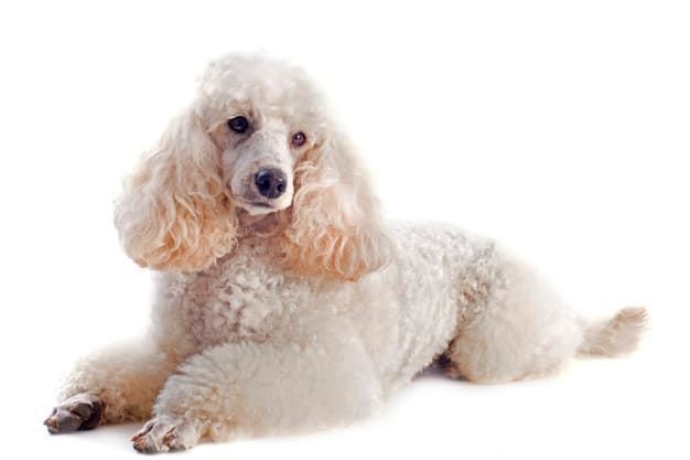 Poodles, everything you should know. - Imagen 4