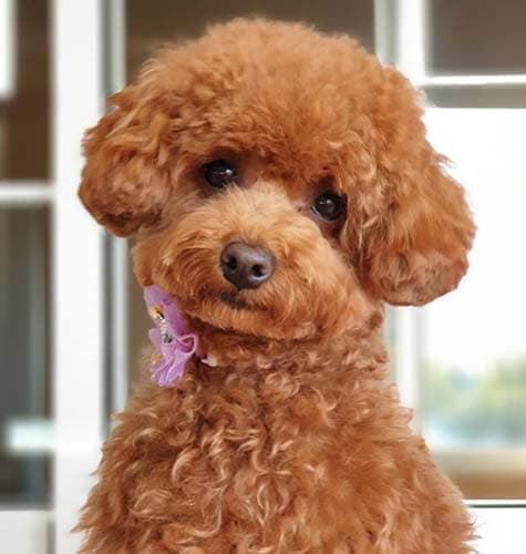 Poodles, everything you should know. - Imagen 7