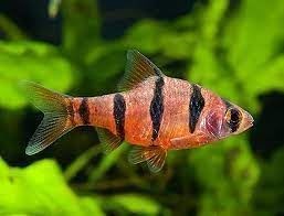 Puntius Pentazona or Barbel of five bands, have a life expectancy of 5 years and can measure 5 cm. - Imagen 1