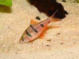 Puntius Pentazona or Barbel of five bands, have a life expectancy of 5 years and can measure 5 cm. - Imagen 2