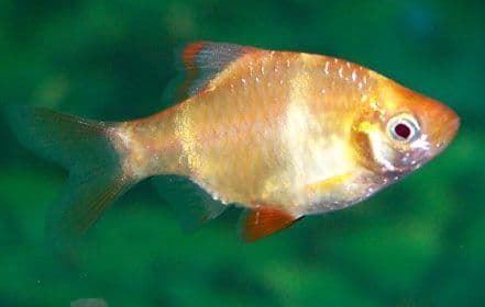 Puntius Tetrazona or Barbel Tigre, is a very resistant fish with a quite intense color. - Imagen 2