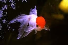 Red lionhead fish, one of the most popular varieties of glodfish. - Imagen 4