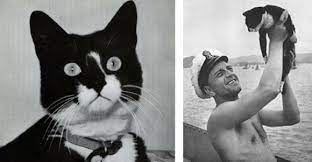 Sam the Unsinkable, the cat who survived three ship sinkings in World War II. - Imagen 2