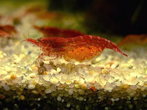 Shrimp Red Cherry, are one of the most resistant and adaptable shrimp in terms of water parameters. - Imagen 6