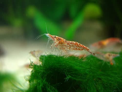Shrimp Red Cherry, are one of the most resistant and adaptable shrimp in terms of water parameters. - Imagen 5