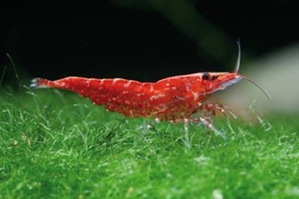Shrimp Red Cherry, are one of the most resistant and adaptable shrimp in terms of water parameters. - Imagen 4