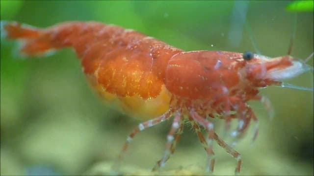Shrimp Red Cherry, are one of the most resistant and adaptable shrimp in terms of water parameters. - Imagen 1
