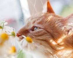 Smell and touch in cats.