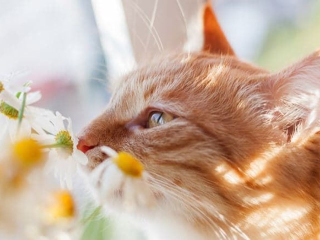 Smell and touch in cats.