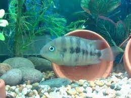 South American cichlids; They are well suited to community aquariums. - Imagen 8