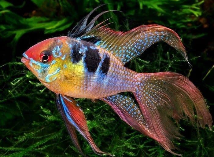 South American cichlids; They are well suited to community aquariums. - Imagen 4