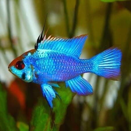 South American cichlids; They are well suited to community aquariums. - Imagen 5