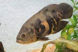South American cichlids; They are well suited to community aquariums. - Imagen 7