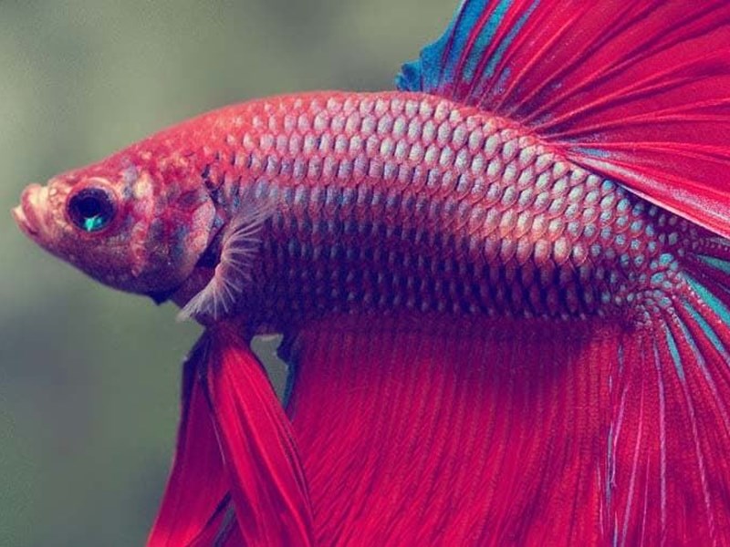 Specific care and fins of Betta fish.