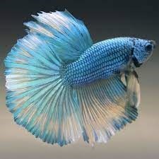 Specific care and fins of Betta fish. - Imagen 2