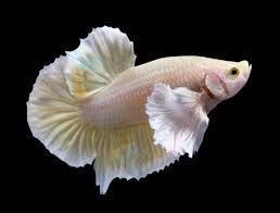 Specific care and fins of Betta fish. - Imagen 3