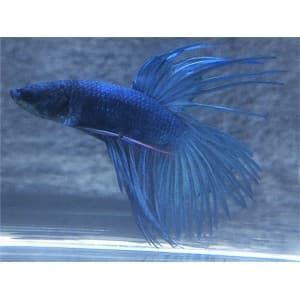 Specific care and fins of Betta fish. - Imagen 4