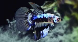 Specific care and fins of Betta fish. - Imagen 5