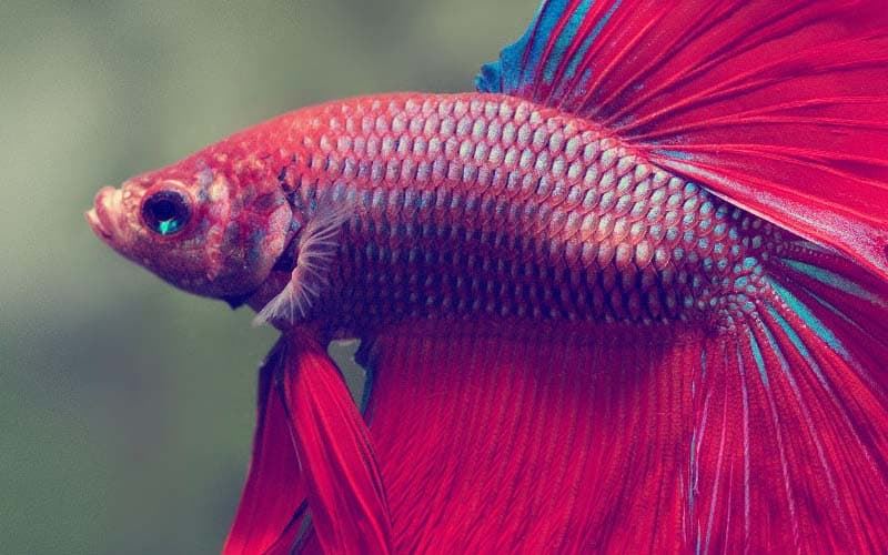 Specific care and fins of Betta fish. - Imagen 1