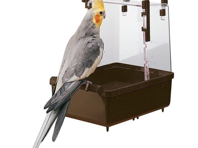 Steps to follow to bathe your parrot and lovebirds, hygiene and health for your pet.