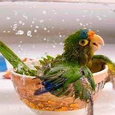 Steps to follow to bathe your parrot and lovebirds, hygiene and health for your pet. - Imagen 2