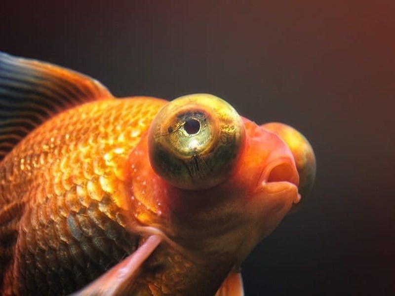 Telescope fish or Ojones fish, because of its bulging eyes.
