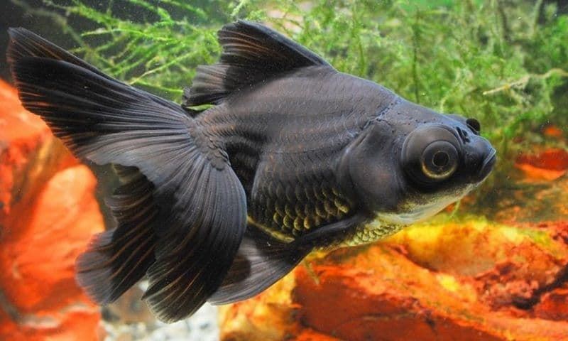 Telescope fish or Ojones fish, because of its bulging eyes. - Imagen 1