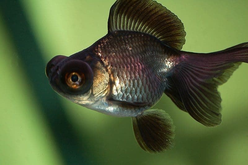 Telescope fish or Ojones fish, because of its bulging eyes. - Imagen 2