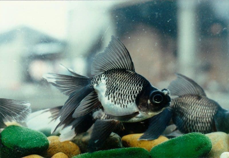 Telescope fish or Ojones fish, because of its bulging eyes. - Imagen 6