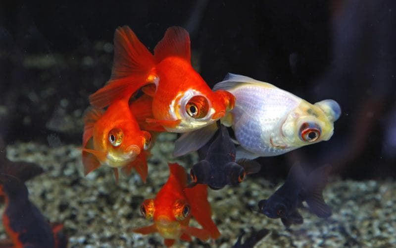 Telescope fish or Ojones fish, because of its bulging eyes. - Imagen 7