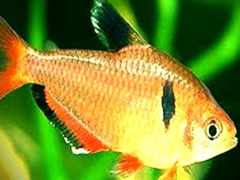 Tetra Serpa: a fish of great intensity and contrast of its colors.
