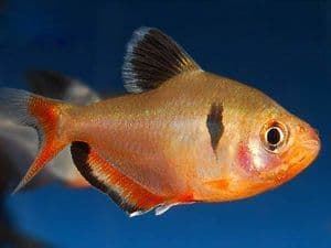 Tetra Serpa: a fish of great intensity and contrast of its colors. - Imagen 1