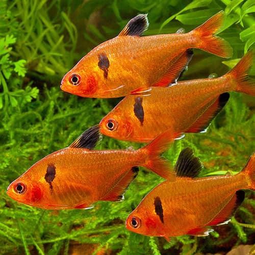 Tetra Serpa: a fish of great intensity and contrast of its colors. - Imagen 3
