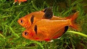 Tetra Serpa: a fish of great intensity and contrast of its colors. - Imagen 4