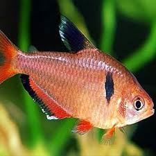 Tetra Serpa: a fish of great intensity and contrast of its colors. - Imagen 5
