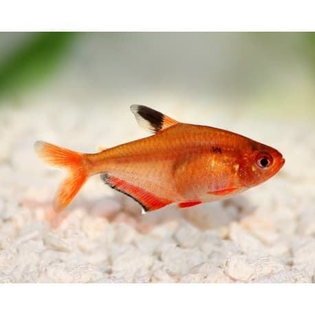 Tetra Serpa: a fish of great intensity and contrast of its colors. - Imagen 6
