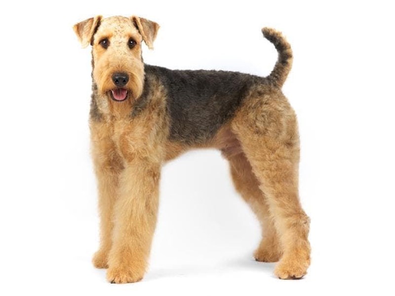 The Airedale terrier breed, the king of terriers.