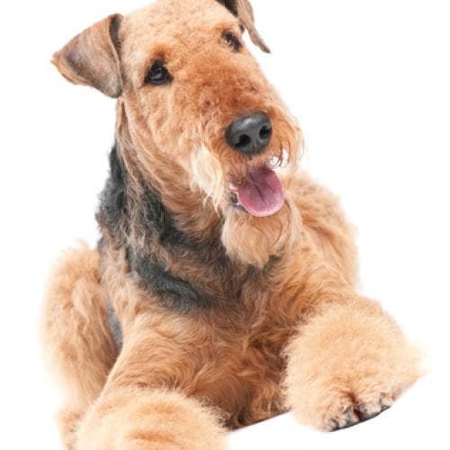 The Airedale terrier breed, the king of terriers. - Imagen 1
