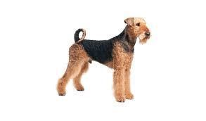 The Airedale terrier breed, the king of terriers. - Imagen 2