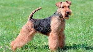 The Airedale terrier breed, the king of terriers. - Imagen 4