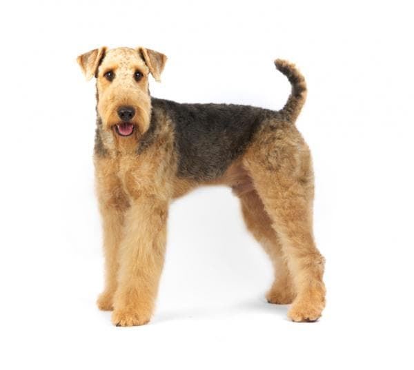 The Airedale terrier breed, the king of terriers. - Imagen 5